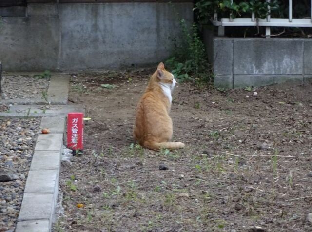 2n.jpg